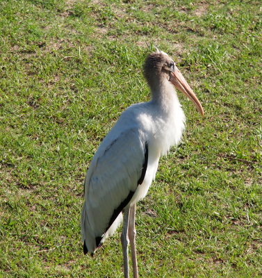 [A close view of all of a young wood stork except for its feet. It is standing in the grass. Its head has grey-brown down on it and its throat is very fluffy with feathers. Its bill is completely tan-colored.]